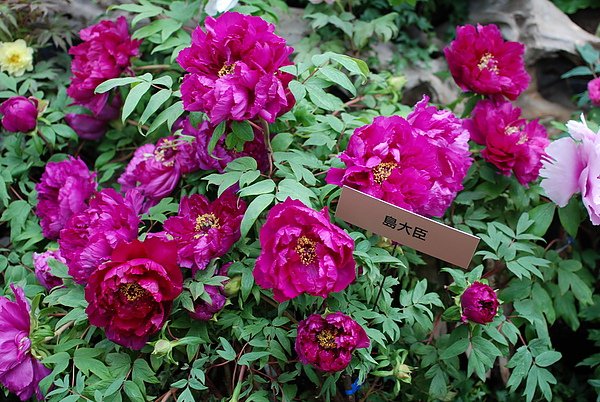 DSC_9294.JPG