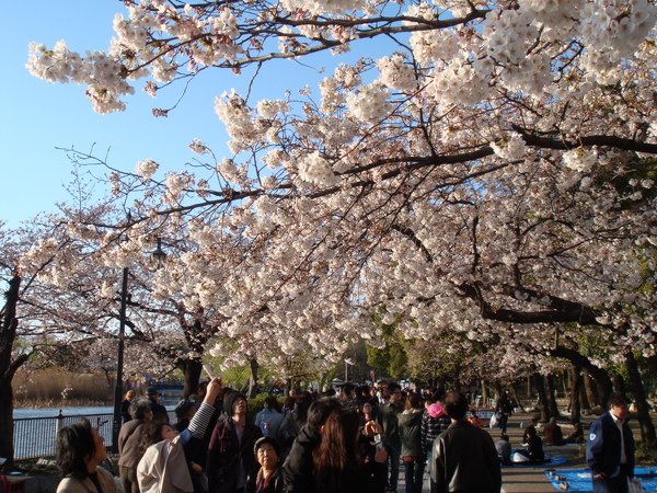 上野公園櫻花季