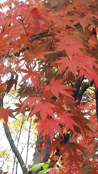 20141031_135602.jpg