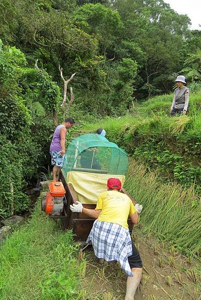 (貢寮-割稻)在梯田只能使用小型農機,也得靠人力搬運