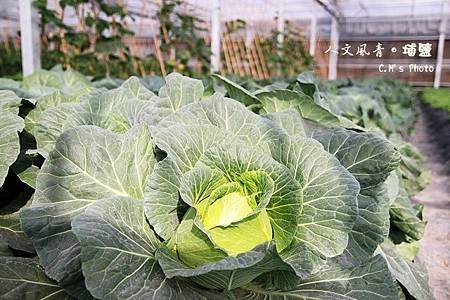 人文風青有機高麗菜