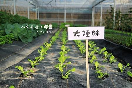 人文風青有機大陸妹