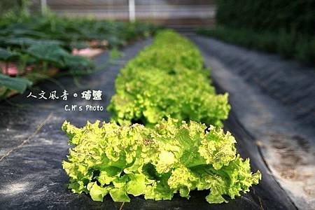 人文風青有機生菜