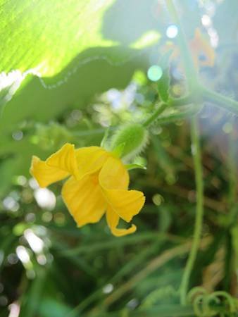 2017_0923_A_能高越嶺步道_069_青牛膽.JPG