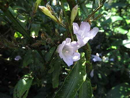 IMG_9594腺萼馬藍.JPG