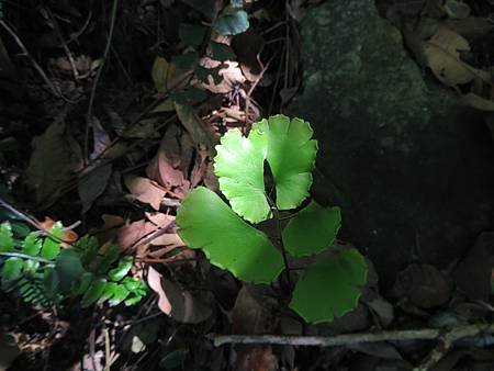 IMG_4387#半月形鐵線蕨.JPG
