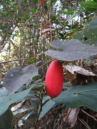 IMG_5248王瓜.JPG
