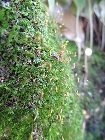 2018_0303_A_宜蘭幾米公園_26_苔蘚植物_土馬鬃.JPG