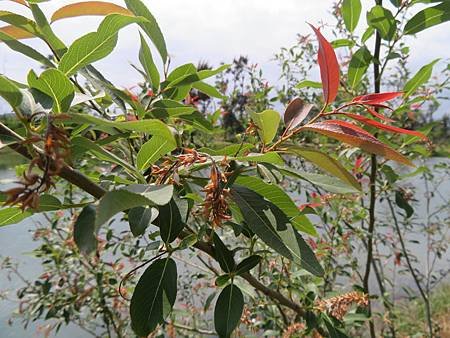 2018_0406_C_台東森林公園_水柳_24.JPG