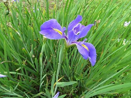 2018_0407_B_初鹿牧場_愛麗絲（鳶尾花）_33.JPG