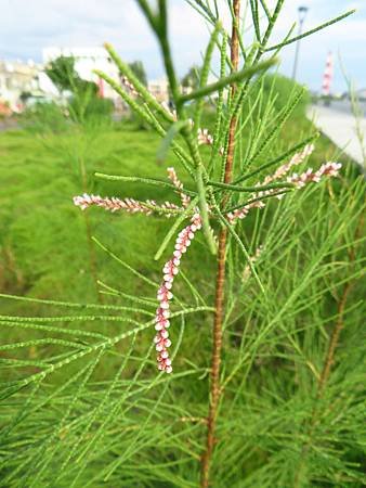 2019-07-25_高雄茄萣_茄萣海堤_無葉檉柳_05.JPG