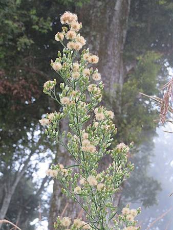2019_1020_D_雪霧農場_觀雲海_03_野茼蒿.JPG