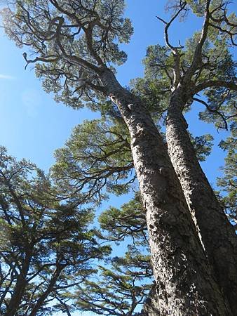 2019_1201_D5_C_秀霸岔路~三叉營地_75_.JPG