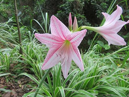 2019_0907_新田登山步道_C__39孤挺花.JPG