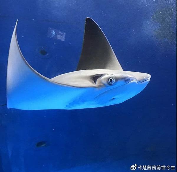 愛英雄救美，可不救危險區的魚。.jpg
