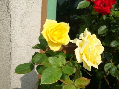 DSC01774.JPG