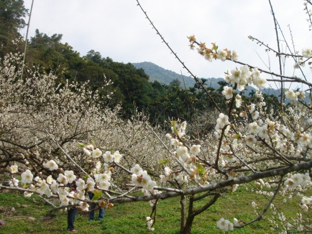DSC09974