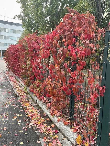 芬蘭秋天 (脆文)