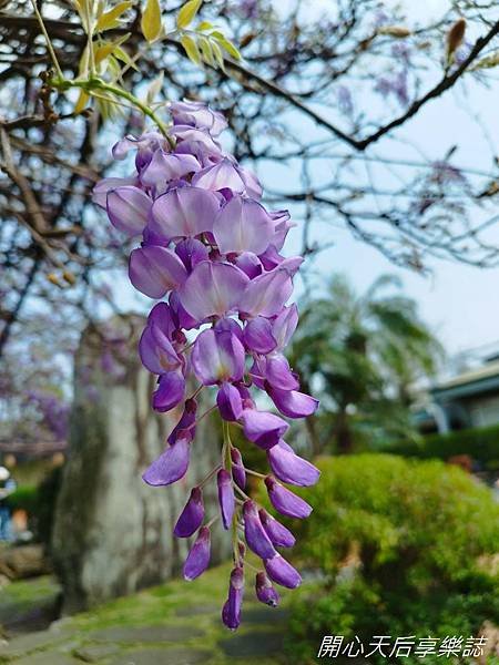 台北花卉村 (27).jpg