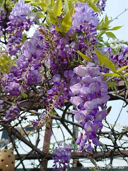 台北花卉村 (32).jpg