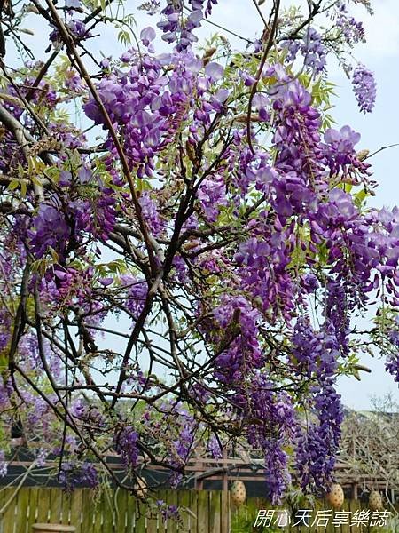 台北花卉村 (33).jpg