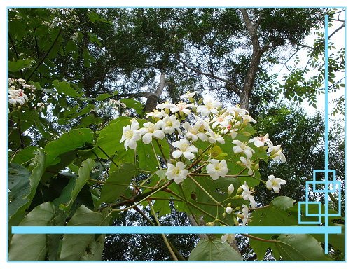 賞桐花 (11).JPG