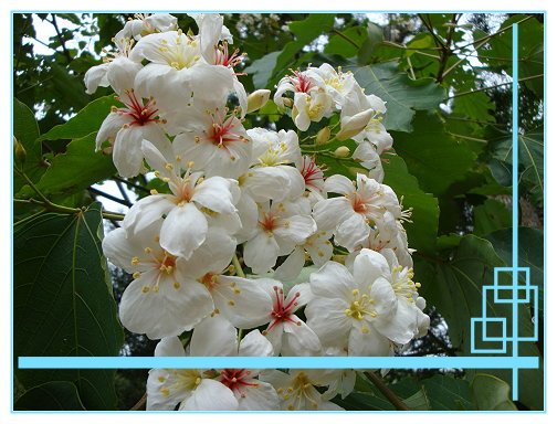 賞桐花 (12).JPG