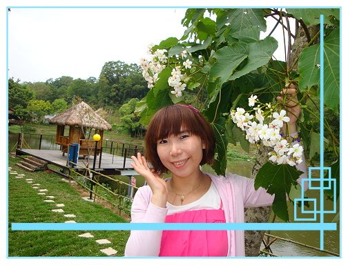 賞桐花 (13).JPG