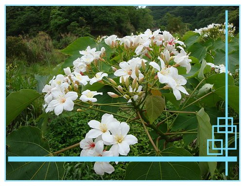 賞桐花 (14).JPG
