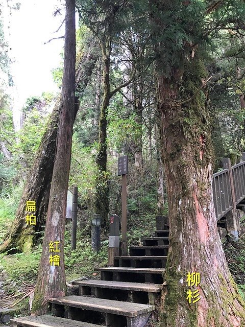 2019.08.17_太平山原始森林公園