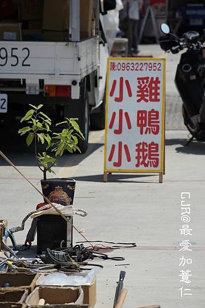 北港牛墟-北港大橋下(新址)