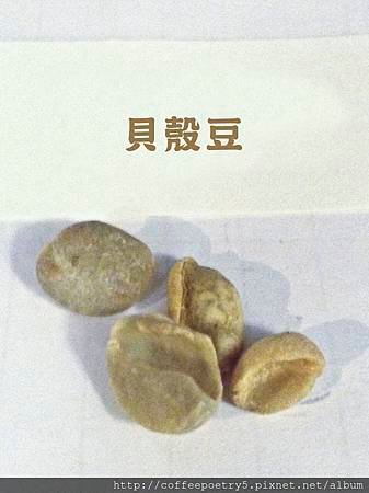 貝殼豆