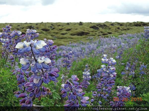 008硬要走肥來....夏季繽紛滴魯冰花搭配熔岩青苔地形.JPG