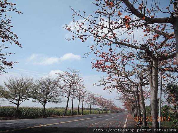 010藍天白雲木棉道....實在絕配.JPG