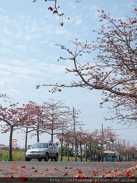 013開在木棉道中.車速不自覺滴都會降下來.JPG