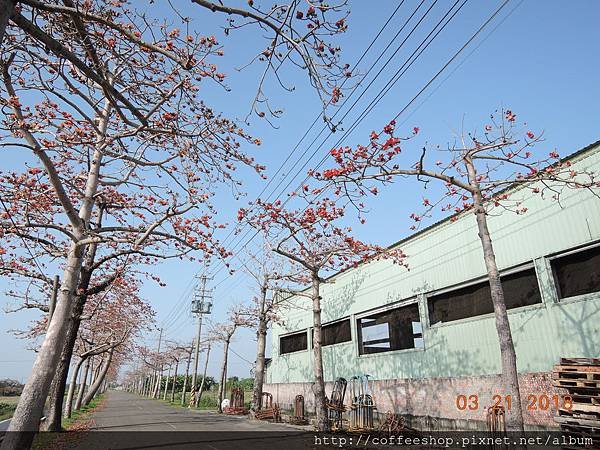 018木棉花靜靜滴陪伴著一旁如火如荼運轉中滴工廠.JPG