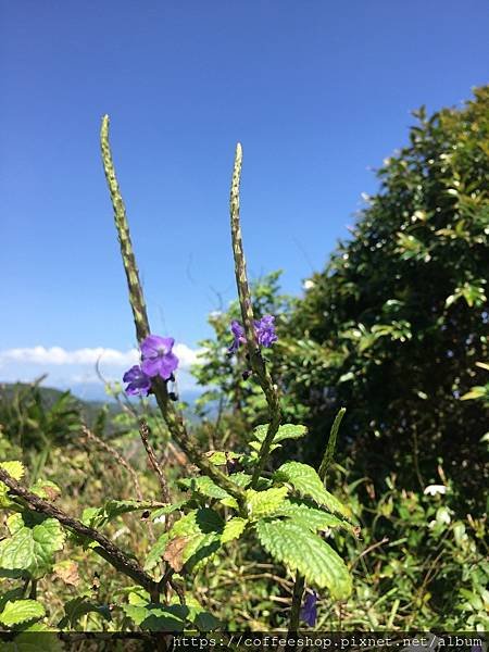 030古道上滴野生植物也狠吸睛.JPG