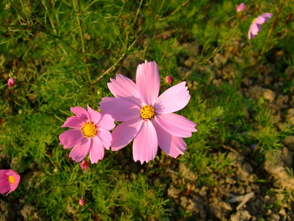 DSCF0016.JPG