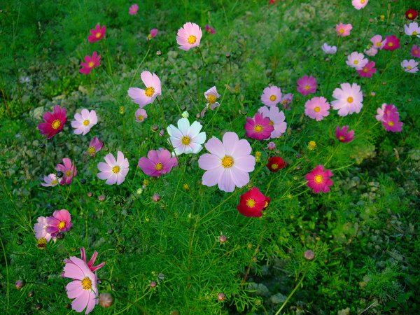 DSCF0024.JPG
