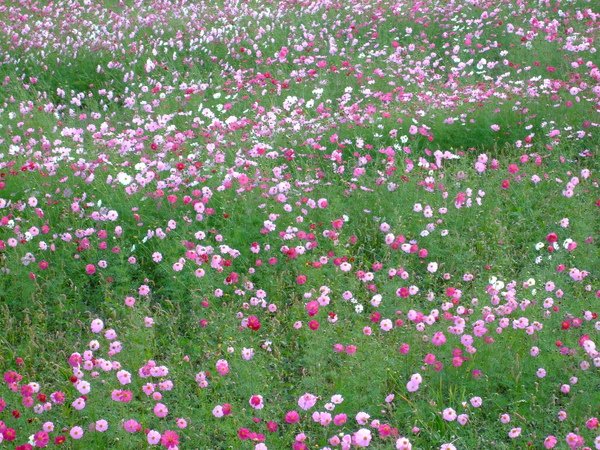DSCF0050.JPG