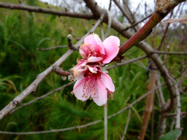 DSCF0163.JPG