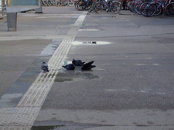 DSCF0020.JPG