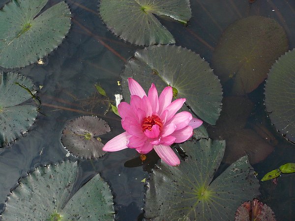 Pink Water Lily