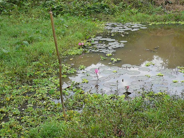 Pink Water Lily Pond