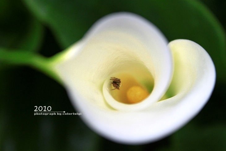 Alocasia odora.jpg