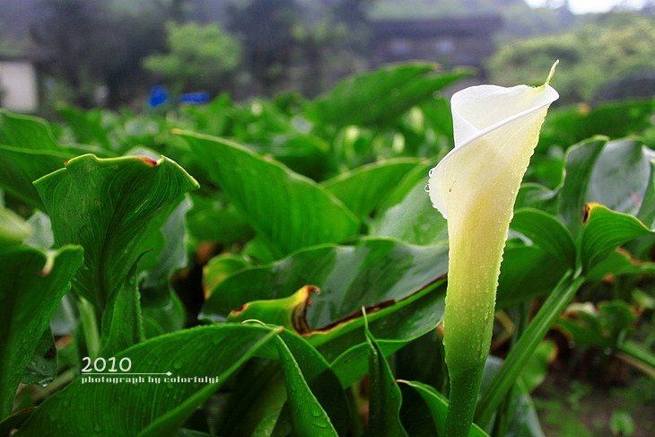 Alocasia odora2.jpg