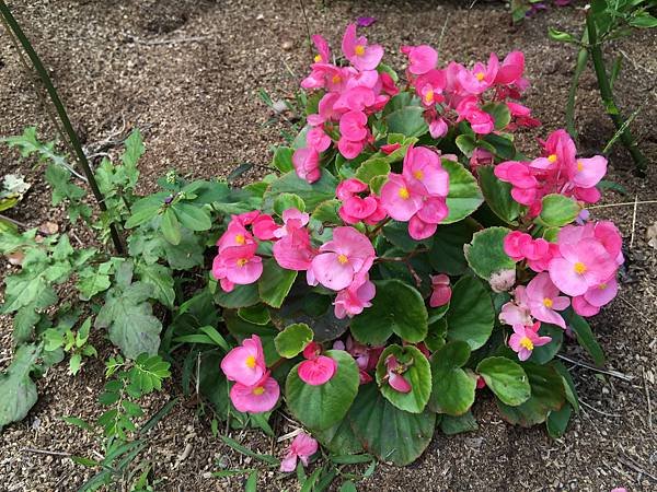 IMG_5883.JPG