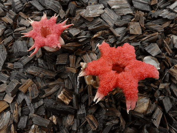 紅星頭菌(Aseroe rubra)─毒性、可食性未知