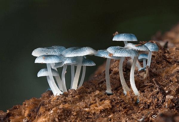 炫藍蘑菇(Mycena interrupta)─毒性未知，據說吃了以後眼睛會變藍色