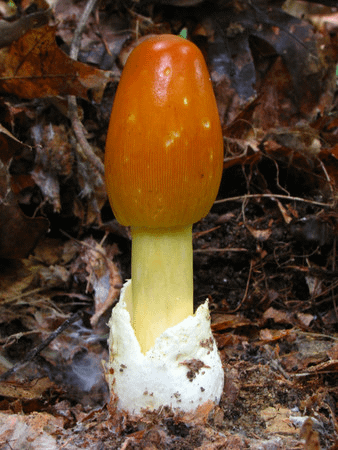 凱薩蘑菇(Amanita caesarea)─無毒，可食